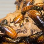 Only In China - The World's Largest Insect Farm, Producing 6 Billion Cockroaches Annually