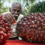 Mahathir's Toxic Mouth Invites Retaliation - India May Limit Imports Of Malaysian Palm Oil & Other Products