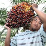 UMNO-Malay Cheated Malay Felda Settlers - How RM870 Million Was Stolen To Build Only 7% Of 20,000 Houses