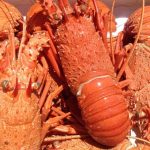 Australia's Economy Being Hit Again - China Bans Wheat, Lobster, Barley, Sugar, Wine, Timber, Coal, Copper