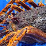 Australia's Lobster Industry Is Still Trying To Figure Out How To Replace The A$750 Million Chinese Market
