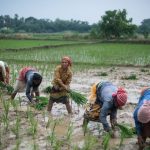 As Ringgit Free Fall To RM4.56, India's Latest Rice Export Ban Is Set To Hit The Country Even More