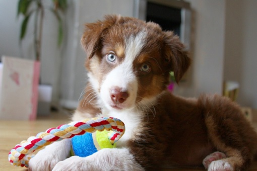 Marijana - The Top 3 Best Puppy Trainers In Murfreesboro, TN: Make A List & Choose