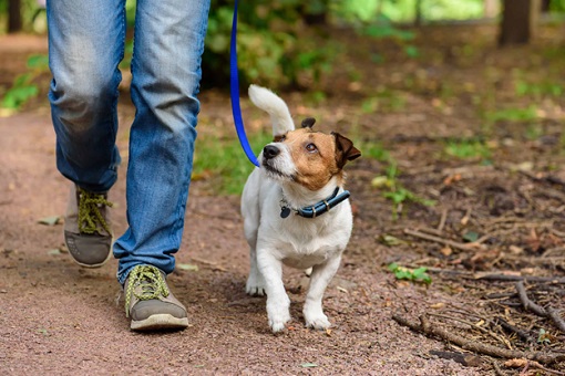 Walking Dog